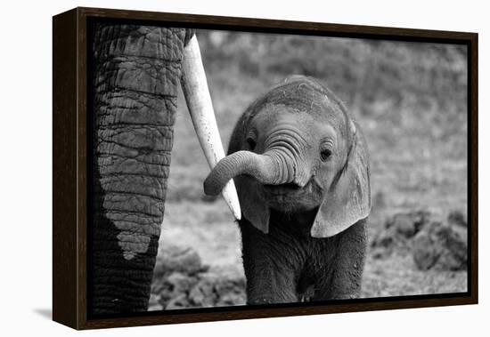 Close-Bjoern Alicke-Framed Premier Image Canvas