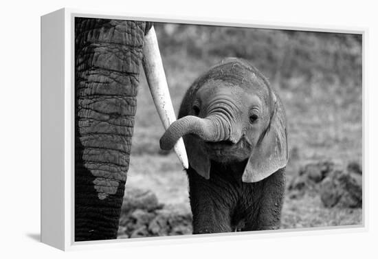 Close-Bjoern Alicke-Framed Premier Image Canvas