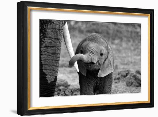 Close-Bjoern Alicke-Framed Premium Photographic Print