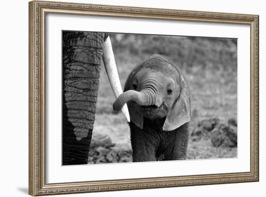 Close-Bjoern Alicke-Framed Premium Photographic Print