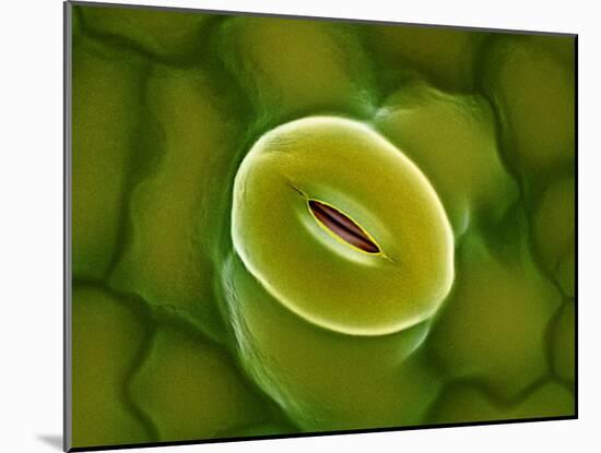 Closed Stoma, SEM-Dr^ Jeremy-Mounted Photographic Print