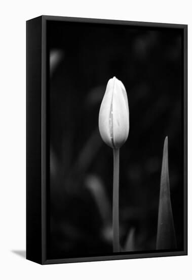 Closed Tulip-Jeff Pica-Framed Premier Image Canvas