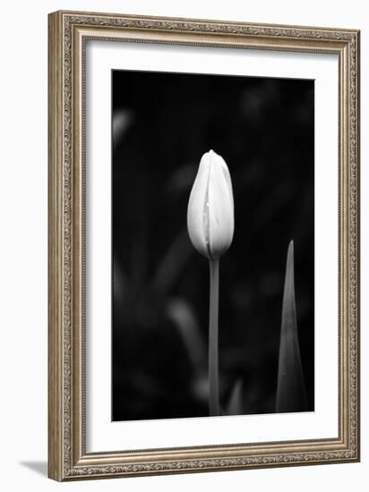 Closed Tulip-Jeff Pica-Framed Photographic Print