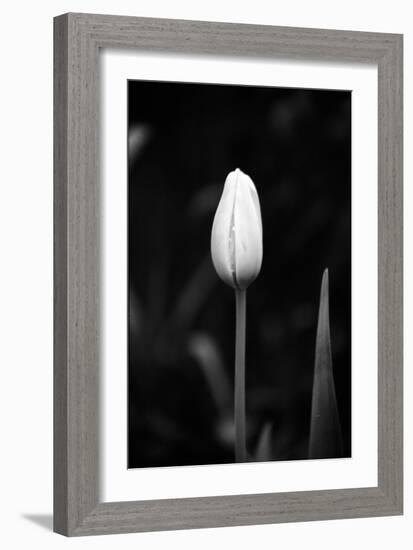 Closed Tulip-Jeff Pica-Framed Photographic Print