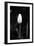 Closed Tulip-Jeff Pica-Framed Photographic Print