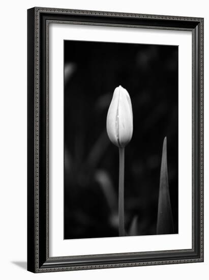 Closed Tulip-Jeff Pica-Framed Photographic Print