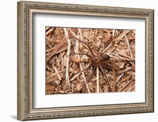 Closeup Image Of A Brown Recluse-Sari ONeal-Framed Photographic Print