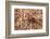 Closeup Image Of A Brown Recluse-Sari ONeal-Framed Photographic Print