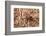 Closeup Image Of A Brown Recluse-Sari ONeal-Framed Photographic Print