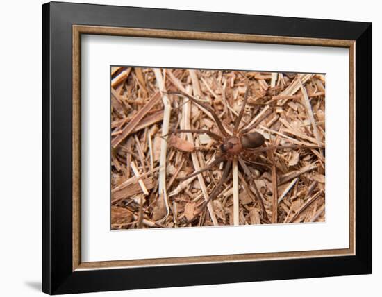 Closeup Image Of A Brown Recluse-Sari ONeal-Framed Photographic Print