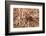 Closeup Image Of A Brown Recluse-Sari ONeal-Framed Photographic Print