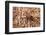 Closeup Image Of A Brown Recluse-Sari ONeal-Framed Photographic Print