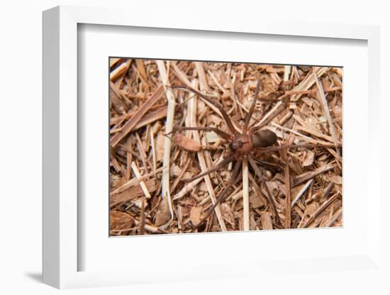 Closeup Image Of A Brown Recluse-Sari ONeal-Framed Photographic Print