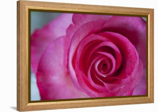 Closeup of a Beautiful Pink Rose-Owen Franken-Framed Premier Image Canvas