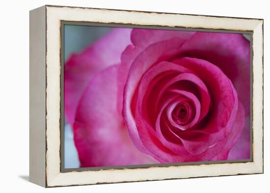 Closeup of a Beautiful Pink Rose-Owen Franken-Framed Premier Image Canvas