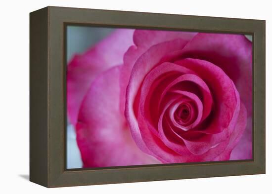 Closeup of a Beautiful Pink Rose-Owen Franken-Framed Premier Image Canvas