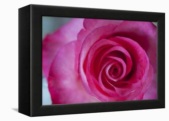 Closeup of a Beautiful Pink Rose-Owen Franken-Framed Premier Image Canvas