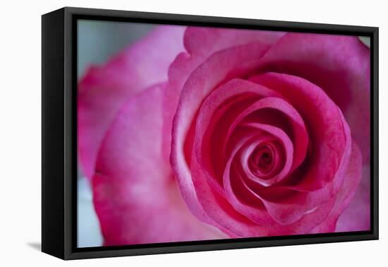 Closeup of a Beautiful Pink Rose-Owen Franken-Framed Premier Image Canvas