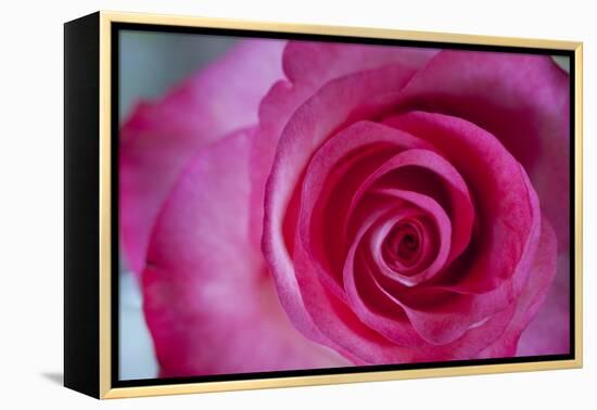 Closeup of a Beautiful Pink Rose-Owen Franken-Framed Premier Image Canvas