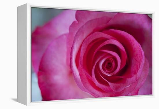 Closeup of a Beautiful Pink Rose-Owen Franken-Framed Premier Image Canvas
