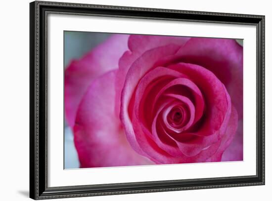 Closeup of a Beautiful Pink Rose-Owen Franken-Framed Photographic Print