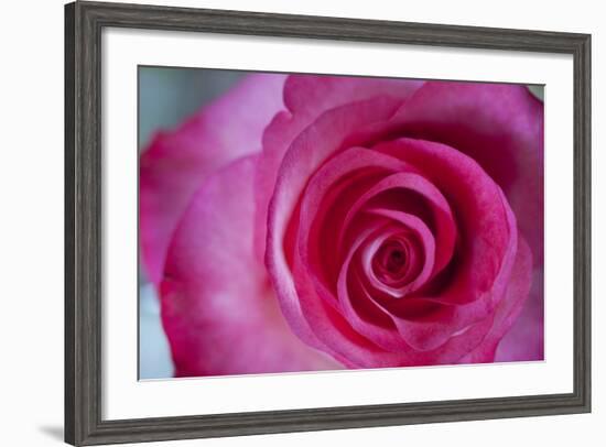 Closeup of a Beautiful Pink Rose-Owen Franken-Framed Photographic Print