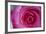 Closeup of a Beautiful Pink Rose-Owen Franken-Framed Photographic Print