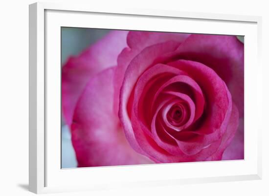 Closeup of a Beautiful Pink Rose-Owen Franken-Framed Photographic Print