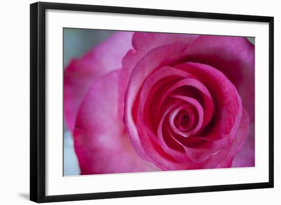 Closeup of a Beautiful Pink Rose-Owen Franken-Framed Photographic Print