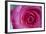 Closeup of a Beautiful Pink Rose-Owen Franken-Framed Photographic Print