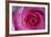 Closeup of a Beautiful Pink Rose-Owen Franken-Framed Photographic Print