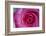 Closeup of a Beautiful Pink Rose-Owen Franken-Framed Photographic Print