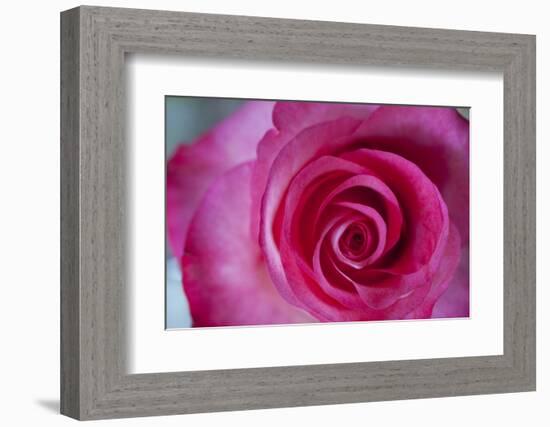 Closeup of a Beautiful Pink Rose-Owen Franken-Framed Photographic Print