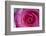 Closeup of a Beautiful Pink Rose-Owen Franken-Framed Photographic Print