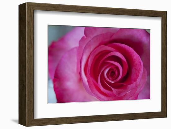 Closeup of a Beautiful Pink Rose-Owen Franken-Framed Photographic Print