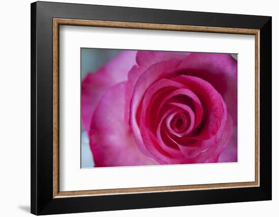 Closeup of a Beautiful Pink Rose-Owen Franken-Framed Photographic Print