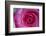 Closeup of a Beautiful Pink Rose-Owen Franken-Framed Photographic Print