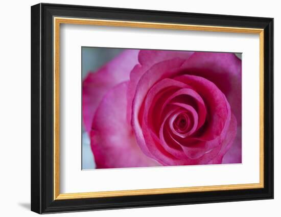 Closeup of a Beautiful Pink Rose-Owen Franken-Framed Photographic Print