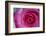 Closeup of a Beautiful Pink Rose-Owen Franken-Framed Photographic Print