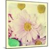 Closeup Of A Flower Bouquet With Daisies And Carnations, With A Retro Effect-nito-Mounted Art Print
