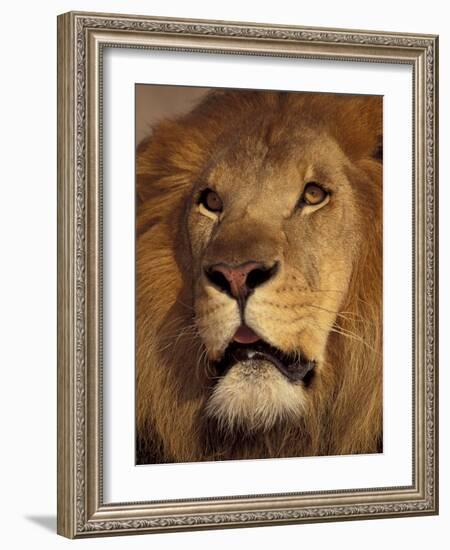 Closeup of a Male Lion, South Africa-Stuart Westmoreland-Framed Photographic Print