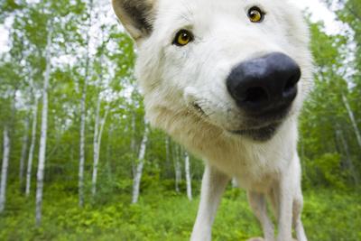 Closeup Of Adult Wolf Face In Forest Minnesota Spring Captive Photographic Print By Design Pics Inc Art Com
