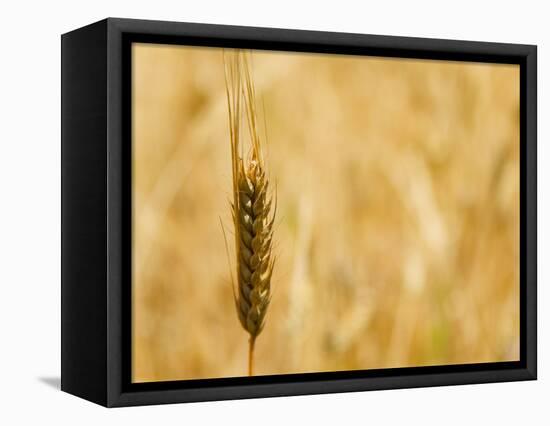 Closeup of Barley, East Himalayas, Tibet, China-Keren Su-Framed Premier Image Canvas