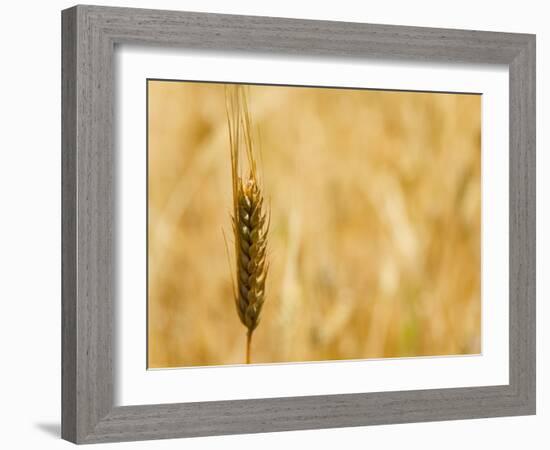 Closeup of Barley, East Himalayas, Tibet, China-Keren Su-Framed Photographic Print