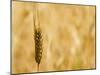 Closeup of Barley, East Himalayas, Tibet, China-Keren Su-Mounted Photographic Print