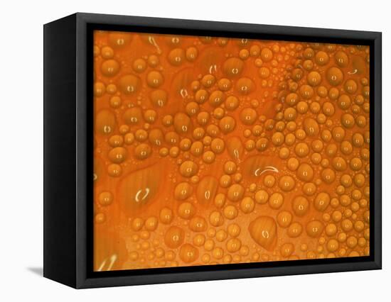 Closeup of Dewdrops on Poppy Petal-George Lepp-Framed Premier Image Canvas