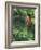 Closeup of Douglas Fir Cone, Olympic National Park, Washington, USA-Jamie & Judy Wild-Framed Photographic Print