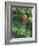 Closeup of Douglas Fir Cone, Olympic National Park, Washington, USA-Jamie & Judy Wild-Framed Photographic Print