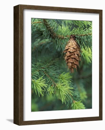 Closeup of Douglas Fir Cone, Olympic National Park, Washington, USA-Jamie & Judy Wild-Framed Photographic Print