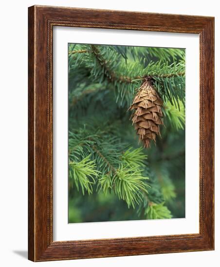 Closeup of Douglas Fir Cone, Olympic National Park, Washington, USA-Jamie & Judy Wild-Framed Photographic Print